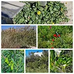 Bed & Breakfast Vermar Torreira