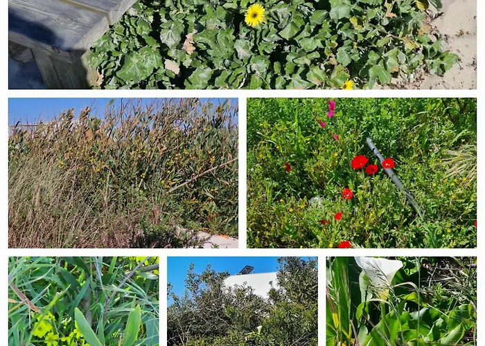 住宿加早餐酒店 Vermar 托雷拉